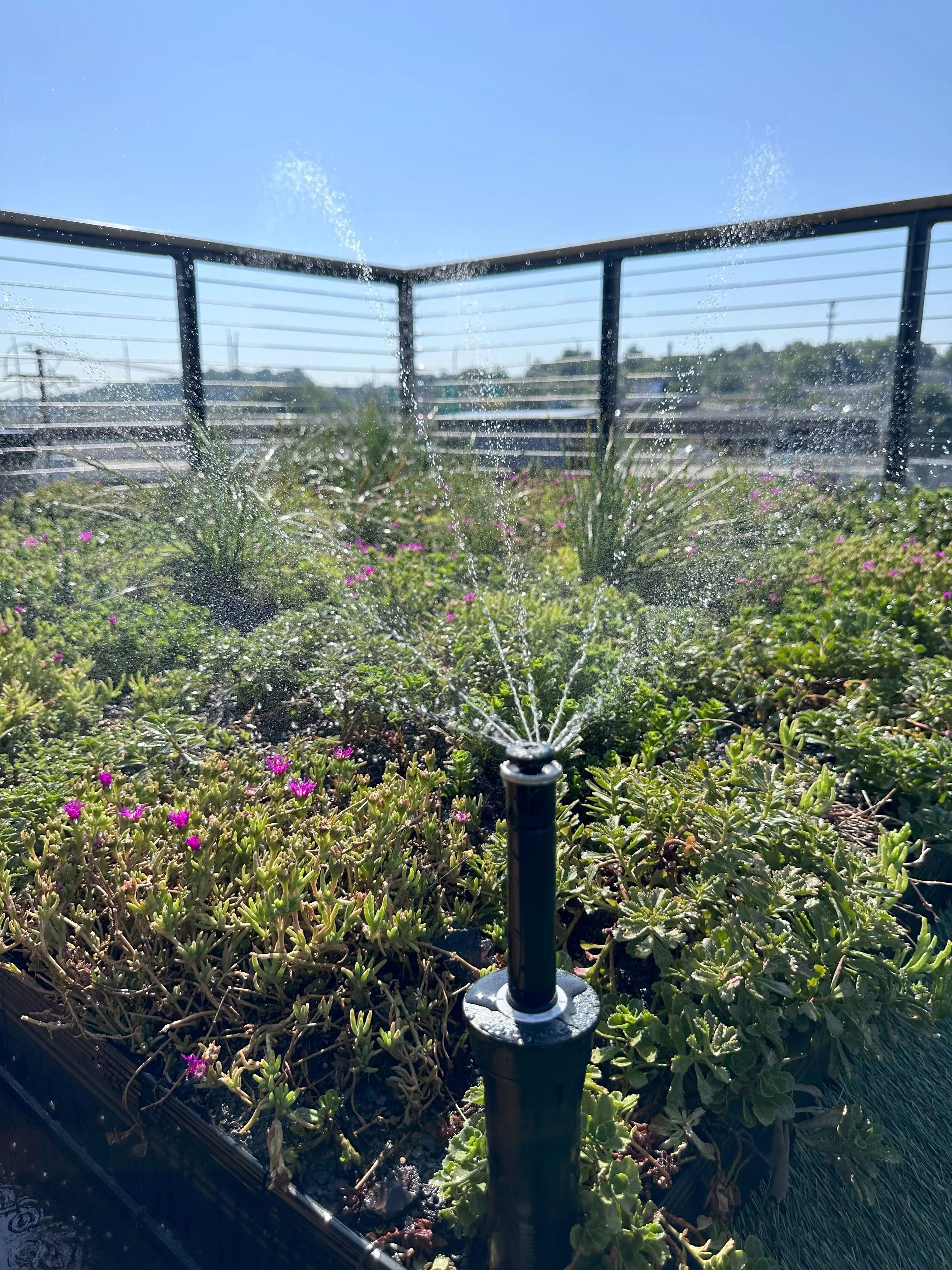 Why Do a Green Roof? 121 East Jackson, Knoxville, TN - Project