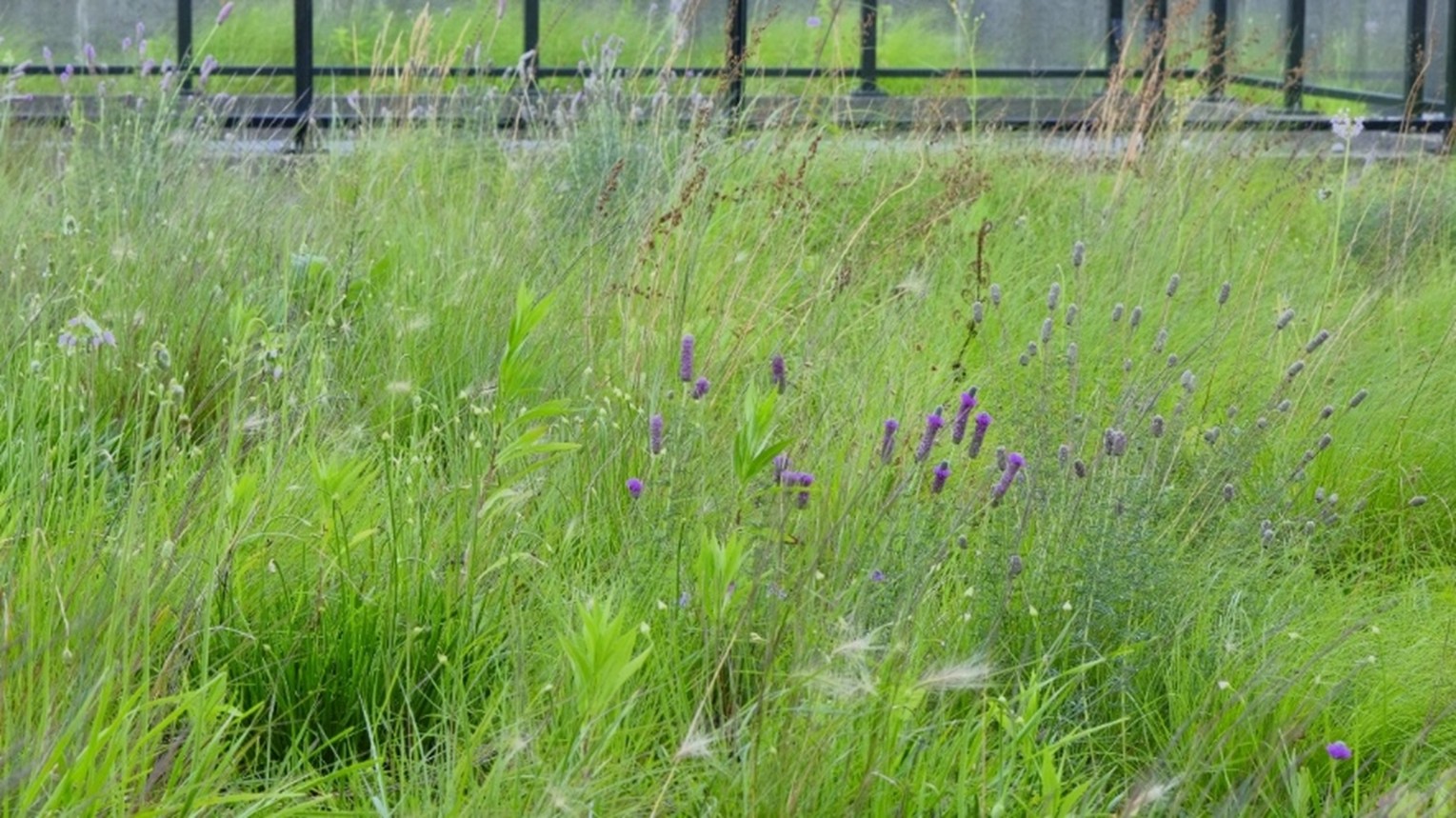 8 – 25.7.24 – _DSF9042 – 16.9 RATIO