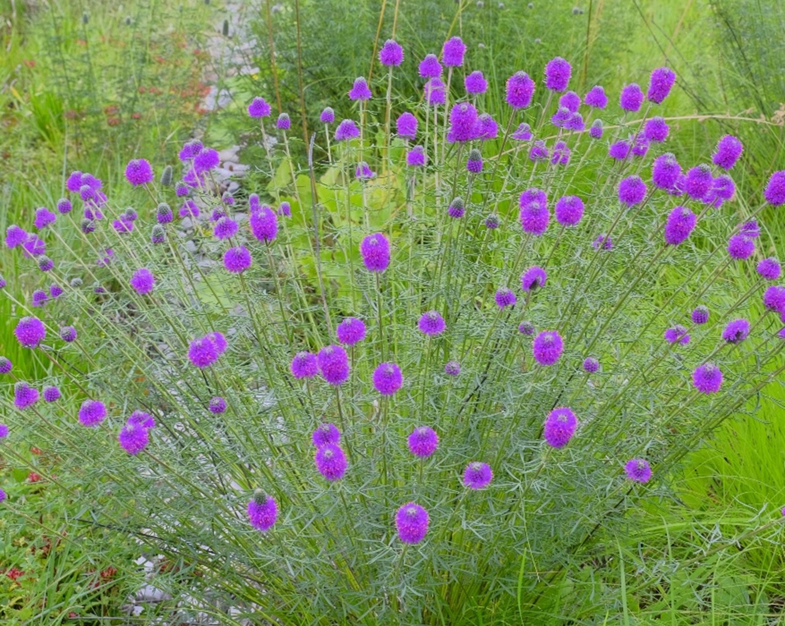 9 – 25.6.27 -_DSF8800 – 4.3 RATIO