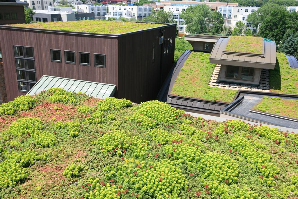 LiveRoof Hybrid Green Roofs | Showcase View