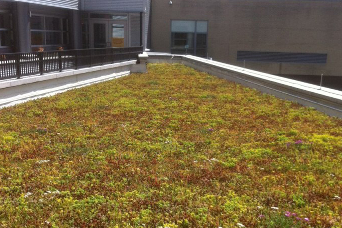 Red and green sedum cover part of a roof at Philadelphia Community College.