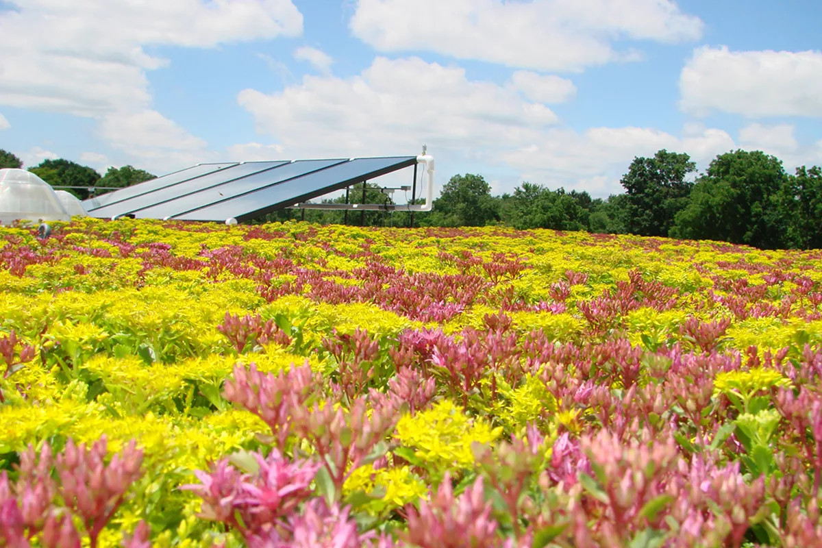 Colorful pink and yellow flowers fill a green roof with solar panels.