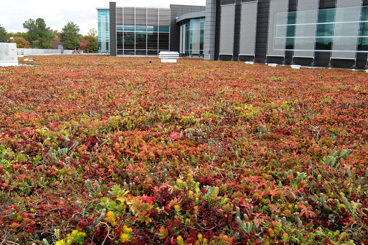 Colorful red and green sedum fill the living roof of a building with large glass windows.