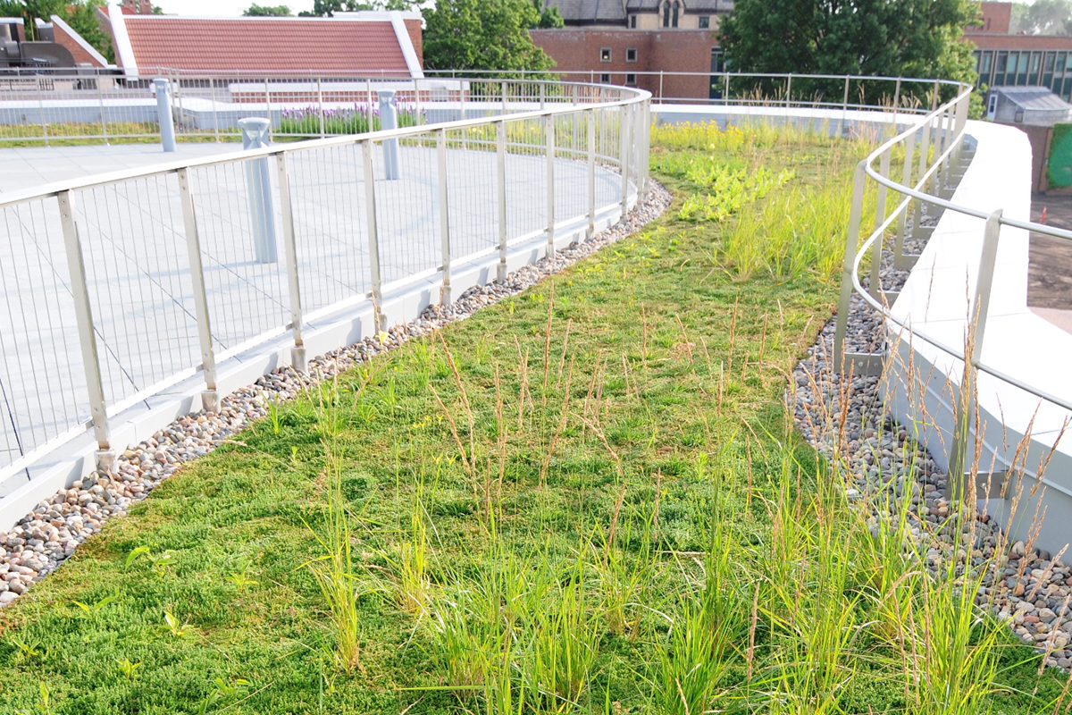 Vibrant green grasses grown in a curved path around a rooftop area.