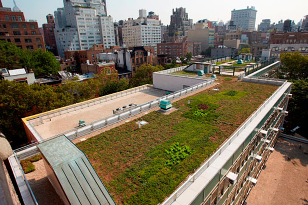 A living roof on a building in an urban city growing bright green plants.
