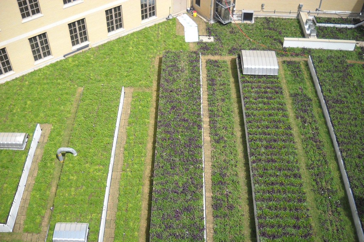 Rows of bright green vegetation cover the green roof at Hipolito F. Garcia Federal Courthouse in San Antonio, Texas.
