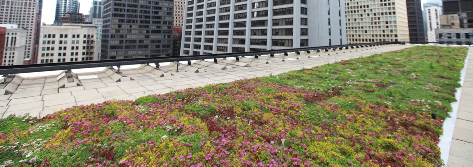 LiveRoof Hybrid Green Roofs | Resources for Architects and Engineers