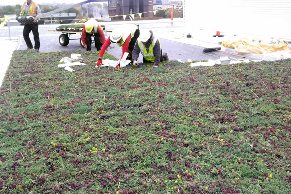 Green roof installers working on the LiveRoof at the University of Wisconsin - Milwaukee.