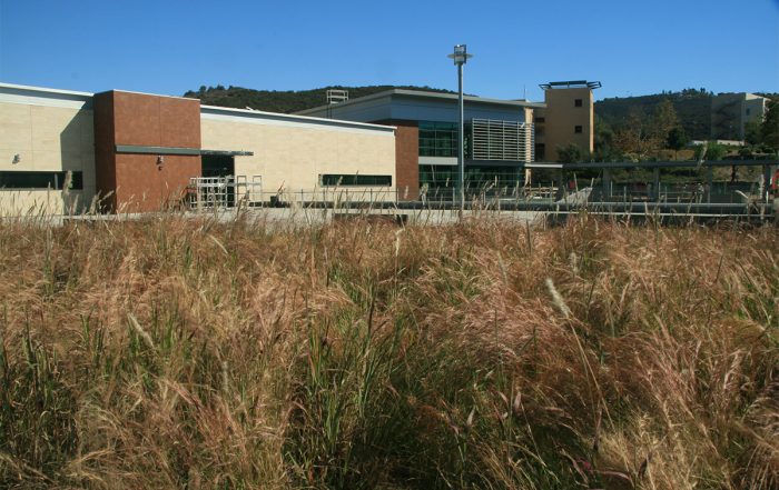 Tall grasses cover part of a green roof.