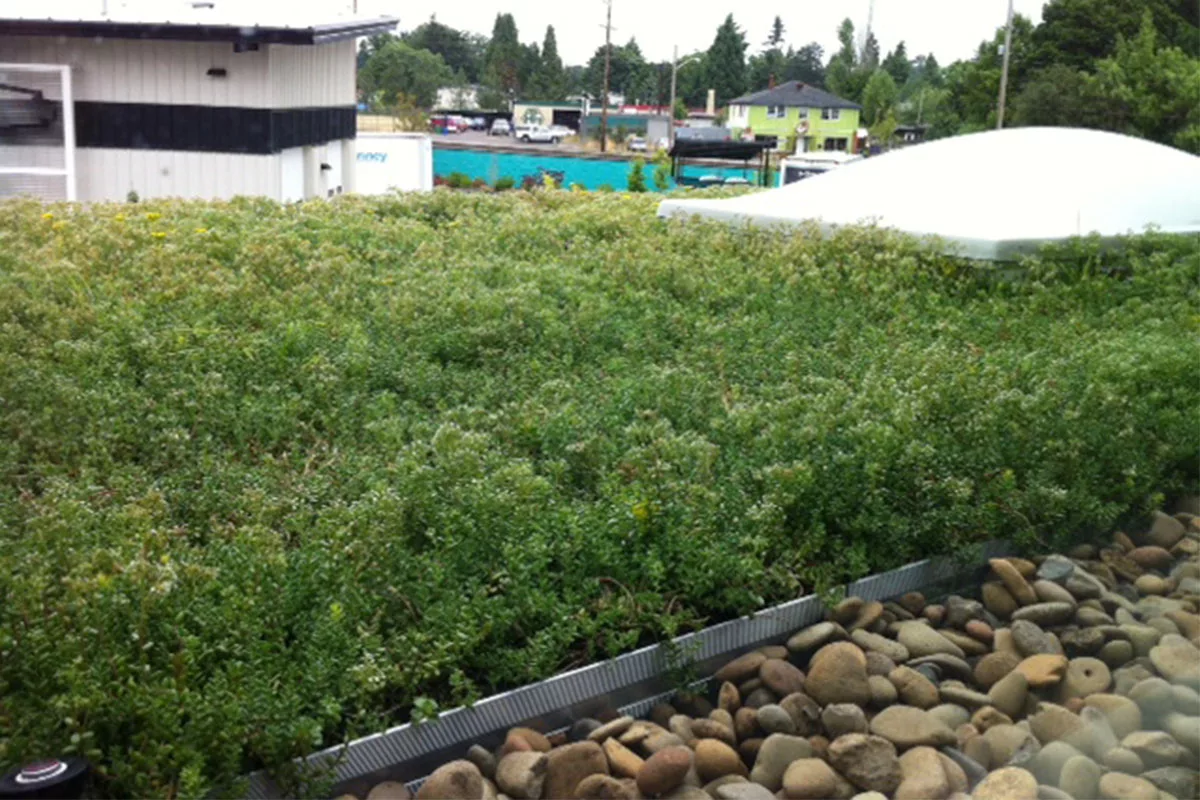 Ninkasi Brewing Protects Local Watershed with Rooftop Gardens