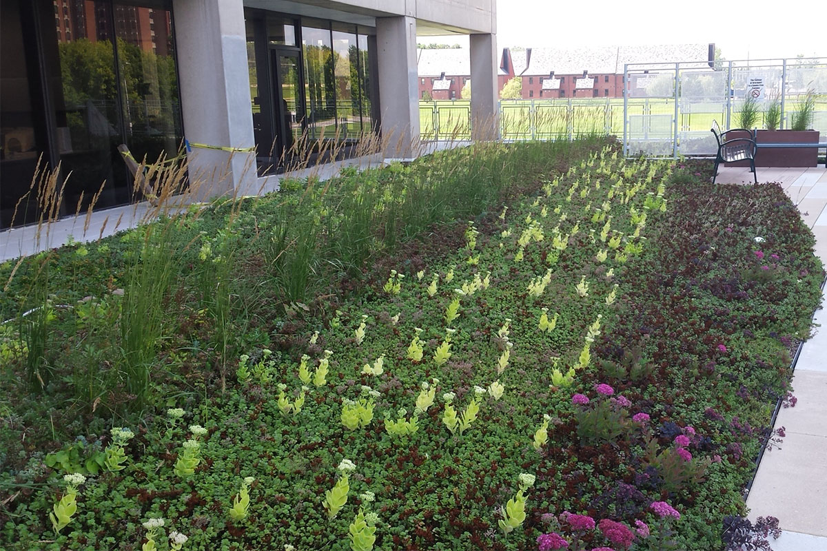 Rows of green and purple sedum and grasses on a building patio.