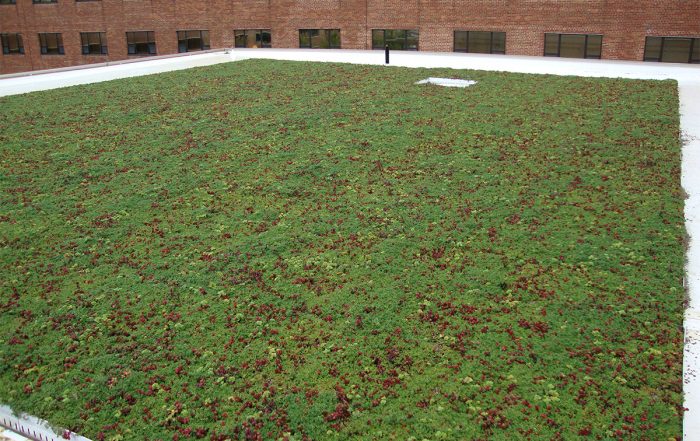 Red and green sedum mix fill a LiveRoof system.