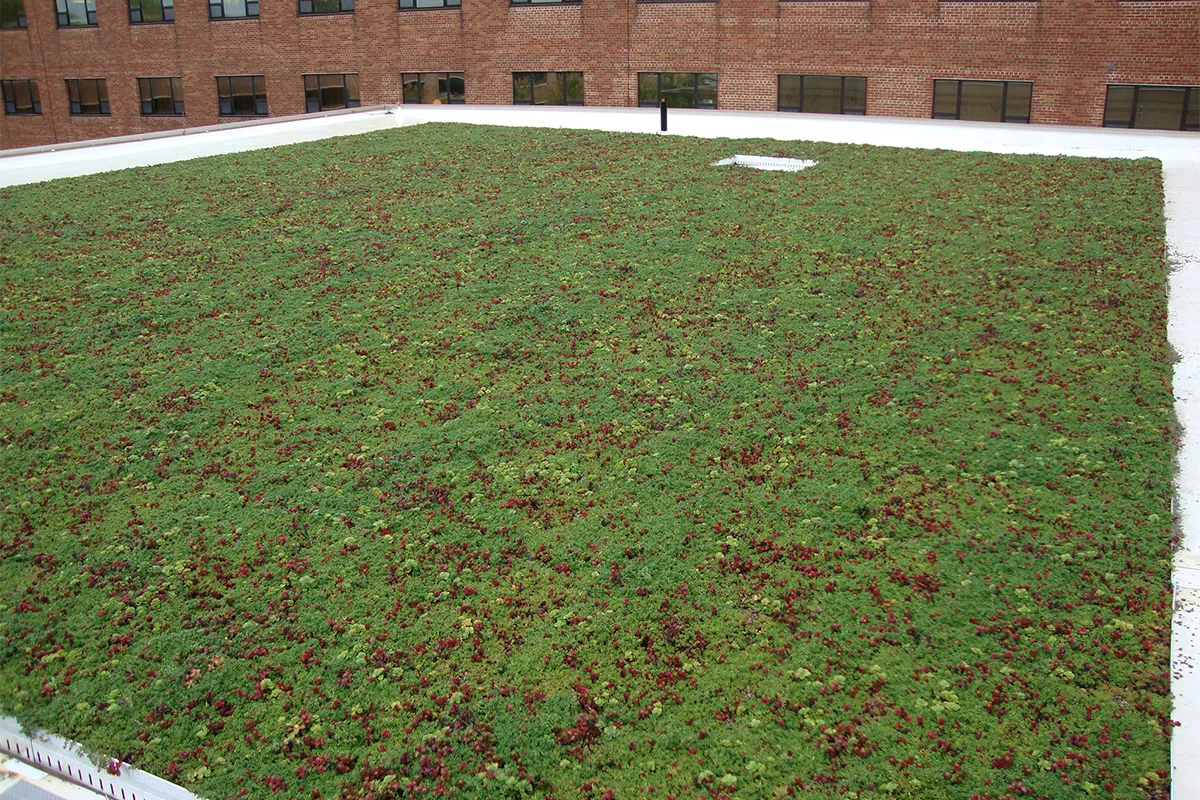 St. Elizabeth Adds Third Green Roof to Hospital Campus