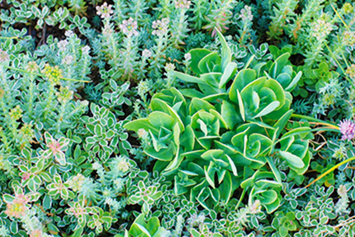 A section of the vibrant green plants found in the green roof at the RL Stevenson Science Center.