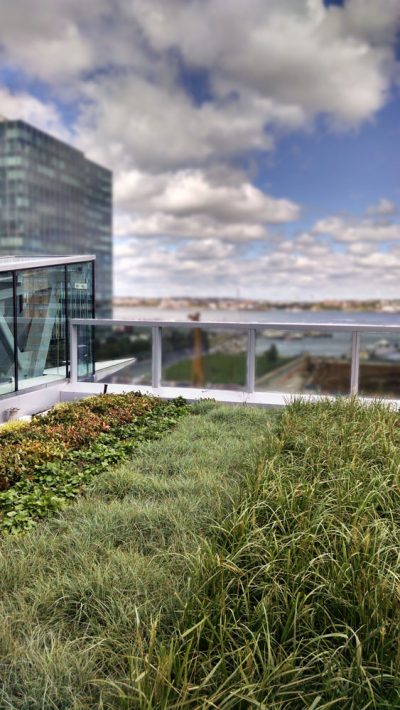 Rows of grass and sedum on top of 101 Seaport.