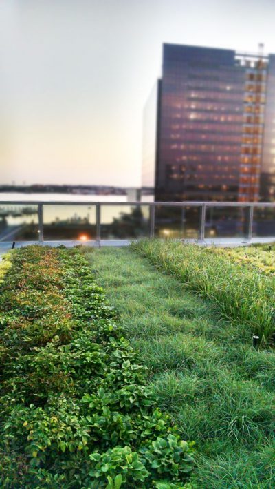 Vibrant green roof in Boston, MA.