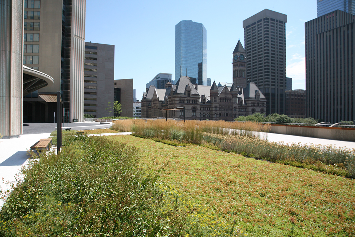 Living roof with an urban, skyscraper backdrop.