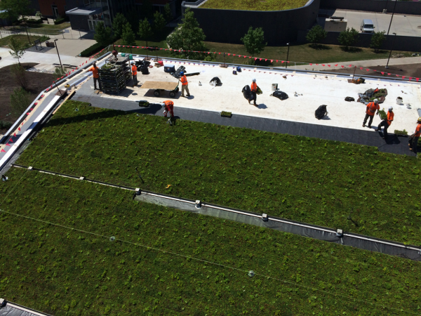 Fully-vegetated LiveRoof green roof modules being installed.