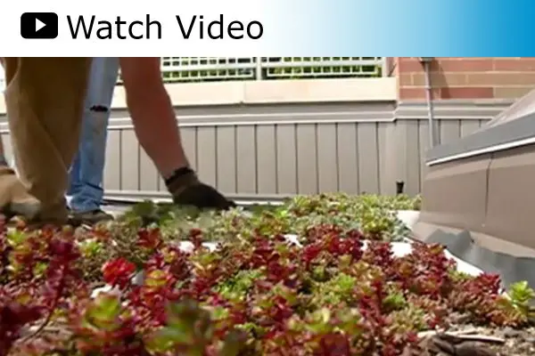 WKBT TV 8 features Western Technical College’s new green roof.