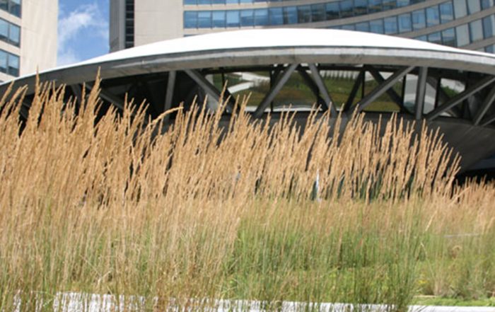 Grasses Blooming on Green Roof on Nathan Phillips Square at Toronto City Hall
