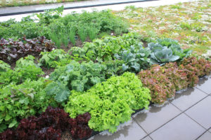 LiveRoof installation with green roof herbs, vegetables, lettuces, greens and more produce / food.