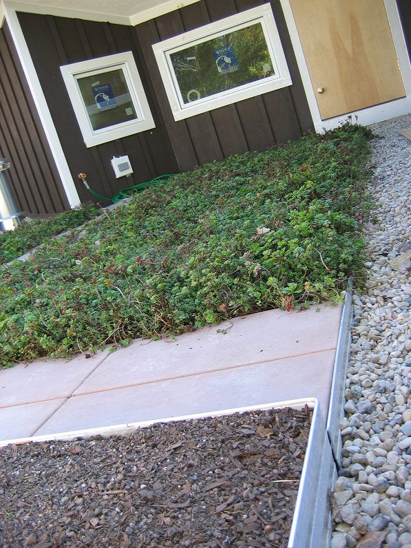 green liveroof plant mix in illinois