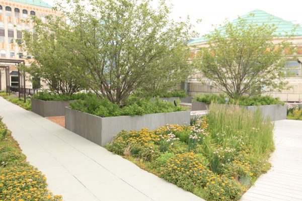 Grasses, trees, and accent plants in Merchandise Mart green roof