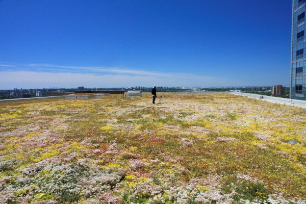 Humber River Regional Hospital's green roof in bloom.