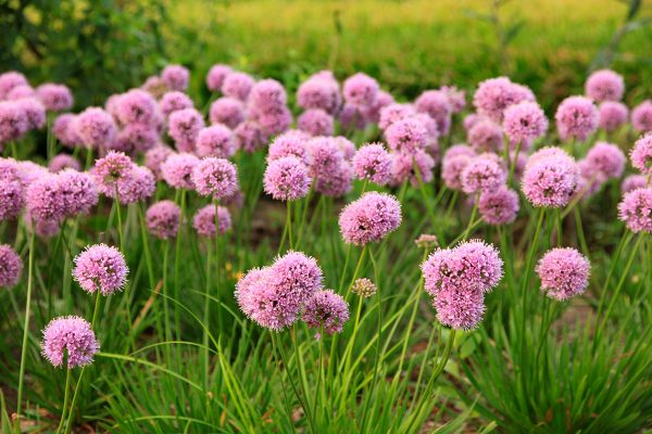 Allium senescens Mini Milli ('Nonillimin')