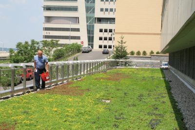 Man performing maintenance on a green roof.