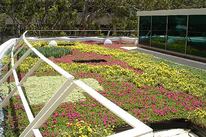 Hawaiian Sunshine Nursery - LiveRoof Green Roof Systems