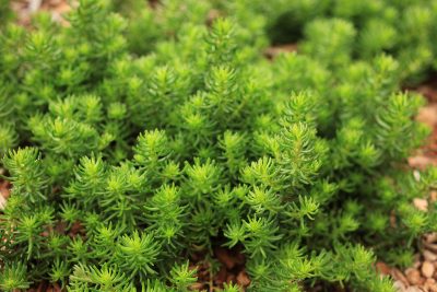 Sedum reflexum Pine Forest™ ('Nontserf') is a LiveRoof developed selection that looks like a miniature pine forest, with needlike leaves colored fresh green.