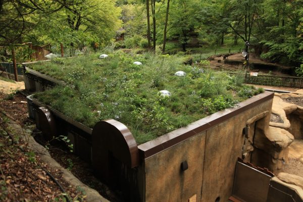 Green roof at the John Ball Zoo meerkat exhibit