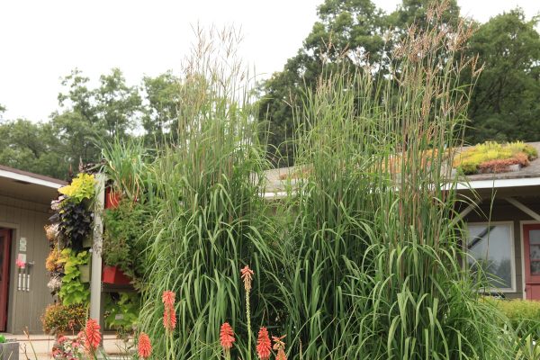 Andropogon gerardii Karls Cousin grass