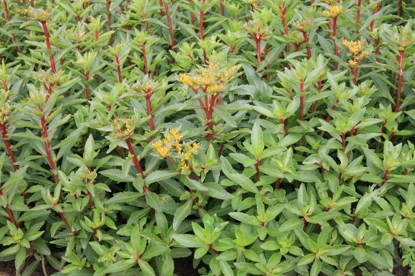 Deciduous sedum aizoon "Euphorbioides"