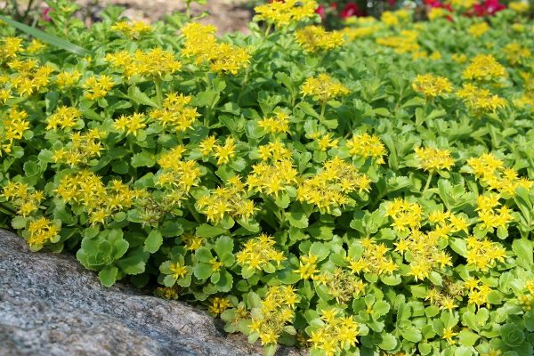 Deciduous sedum ellacombianum