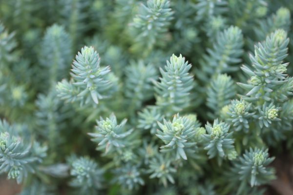 Evergreen sedum reflexum Blue Moon