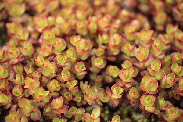 Deciduous sedum spurium "Wood Rose"