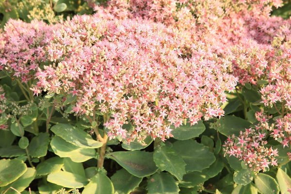 Sedum strawberry fluff