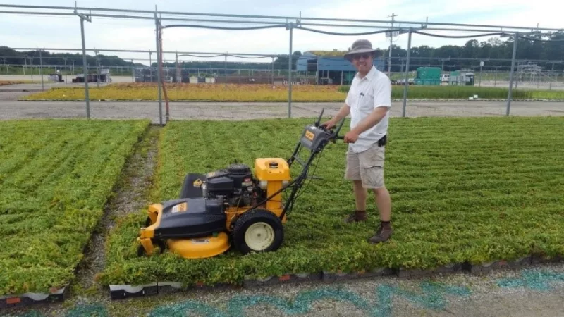 Klint using a lawn mower to trim a large section of green roof sedums