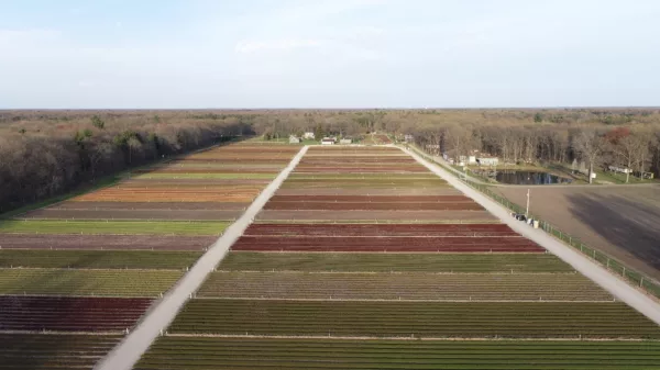 Mother sedum stock beds in Nunica, MI at LiveRoof LLC