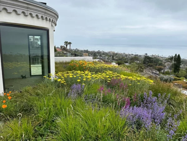 A "biodiverse" green roof