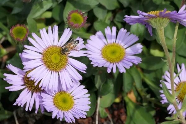 A pollinator bee atop an erigeron bloom